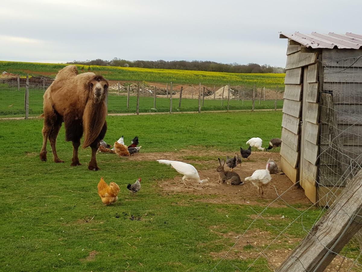 La Ferme Aux Kangourous Donzy 외부 사진